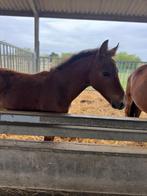 Pony hengsten veulen van Washington v/h Klavertje, Dieren en Toebehoren, Pony's, Niet van toepassing, 0 tot 2 jaar, Hengst, Recreatiepony