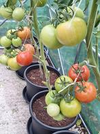 Tomaten-peperplanten., Ophalen, Eenjarig, Groenteplanten