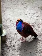 Satyr Tragopanen/ Temminck te koop, Dieren en Toebehoren