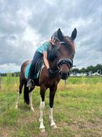 Brave 4 jarige d pony, Dieren en Toebehoren, Pony's, Merrie, D pony (1.37m tot 1.48m), Recreatiepony, 3 tot 6 jaar