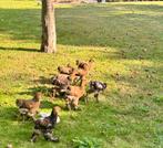 Brahma groothoenders goudpatrijs, Dieren en Toebehoren, Pluimvee, Meerdere dieren, Kip