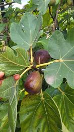 Zeer lekkere vijgen 100% Bio (per kilo voor 10 euro), Ophalen of Verzenden