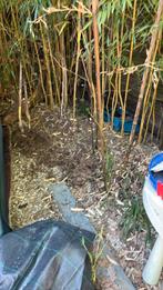 Bamboo, Ophalen