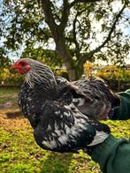 Allerlaatste trio Brahma kriel zilverpatrijs, Dieren en Toebehoren, Pluimvee, Kip