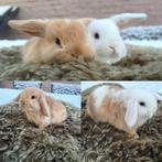 Minilop/nhd, Dieren en Toebehoren, Konijnen