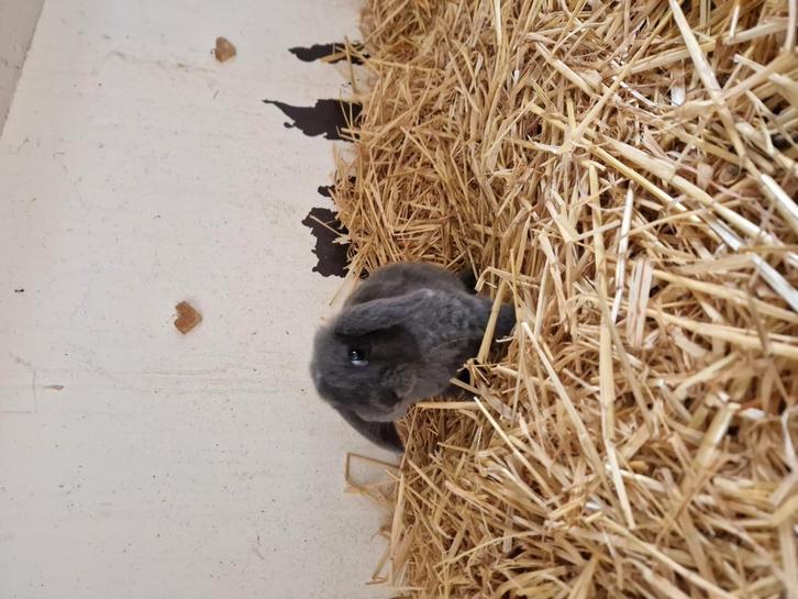 Raszuiver NDH rammetje, Dieren en Toebehoren, Konijnen, Dwerg, Mannelijk, 0 tot 2 jaar, Hangoor