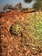vierteenlandschildpad + open terrarium + toebehoren, Dieren en Toebehoren, Schildpad, Met terrarium, 0 tot 2 jaar
