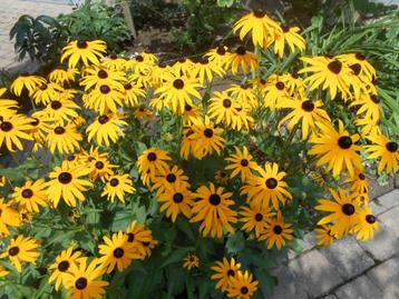 Plantes vivaces, Enlèvement