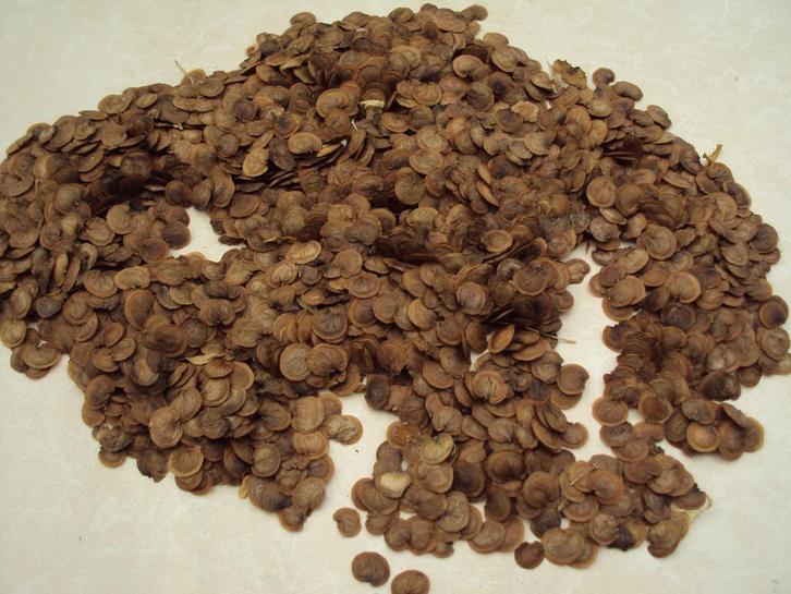 Zaadjes Judaspenning, Tuin en Terras, Bloembollen en Zaden, Ophalen of Verzenden