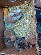 dwerg konijntjes, Dwerg