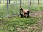 Kameroen schapen ooien + lammetjes ooien en rammetjes, Dieren en Toebehoren, Vrouwelijk, Schaap, 0 tot 2 jaar