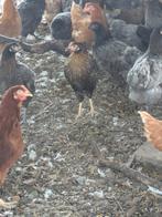 Legkippen, Dieren en Toebehoren
