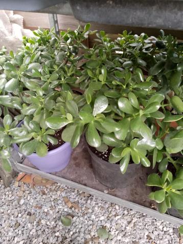 Jadeboom - Crassula Ovata - beschikbaar voor biedingen
