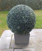 Buxus 50cm kunststof met pot, Tuin en Terras, Ophalen, Buxus, Struik, Minder dan 100 cm