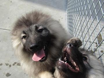 Wolfskees puppy's 4 maanden beschikbaar voor biedingen