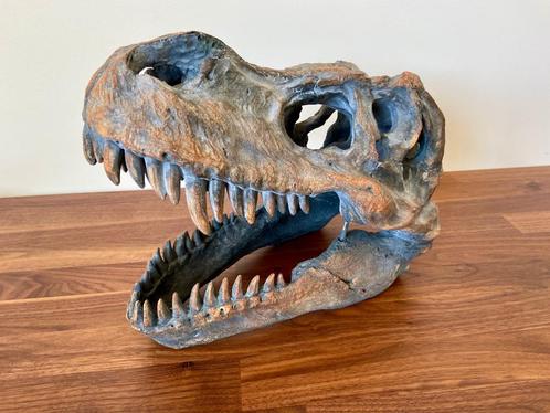 Replica T-Rex dinosaurus schedel - Ideaal voor man cave, Verzamelen, Mineralen en Fossielen, Overige typen, Ophalen
