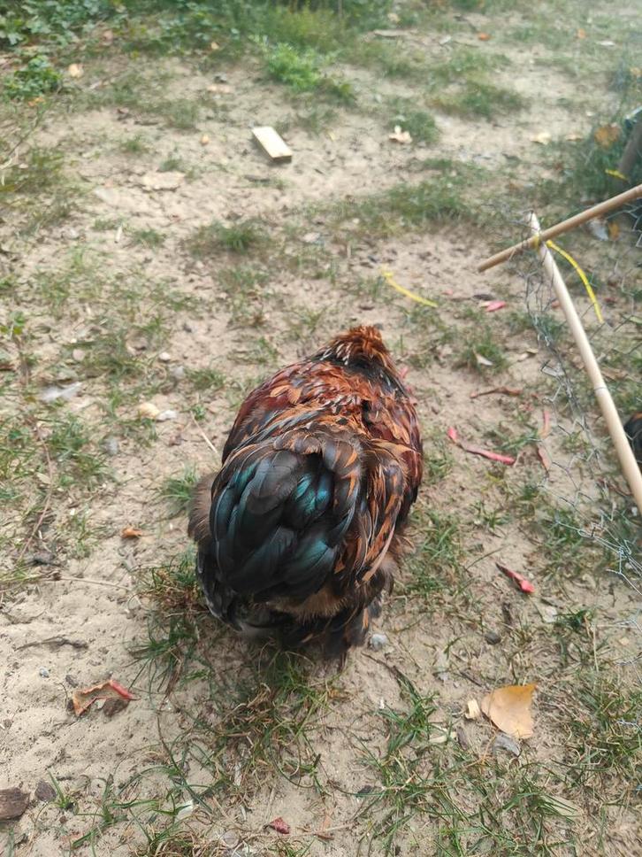Goud zwart gezoomde Cochin kriel haantjes, Dieren en Toebehoren, Pluimvee