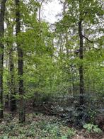 BOS  (3ha 11 a) te koop in recreatiegebied te Herenthout, Herenthout, De Bergen, Verkoop zonder makelaar, 1500 m² of meer