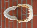 Véritable machoire de requin, Verzenden, Overige typen