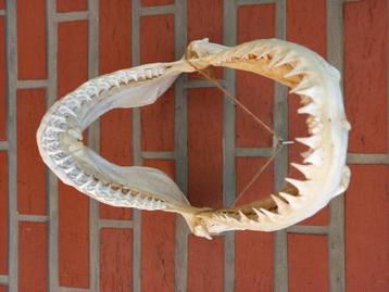 Véritable machoire de requin, Envoi, Autres types