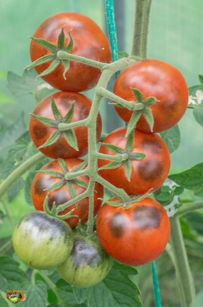 Painted Pink - Graines de tomates, Jardin & Terrasse, Bulbes & Semences, Envoi