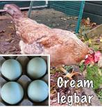 Broed eieren van de Cream Legbar- Broedeitjes kleurleggers, Dieren en Toebehoren, Pluimvee