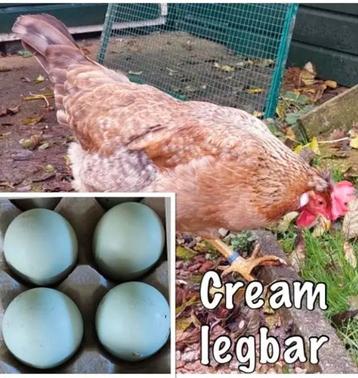 Broed eieren van de Cream Legbar- Broedeitjes kleurleggers beschikbaar voor biedingen