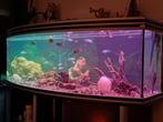 Aquarium, Ophalen of Verzenden, Zo goed als nieuw