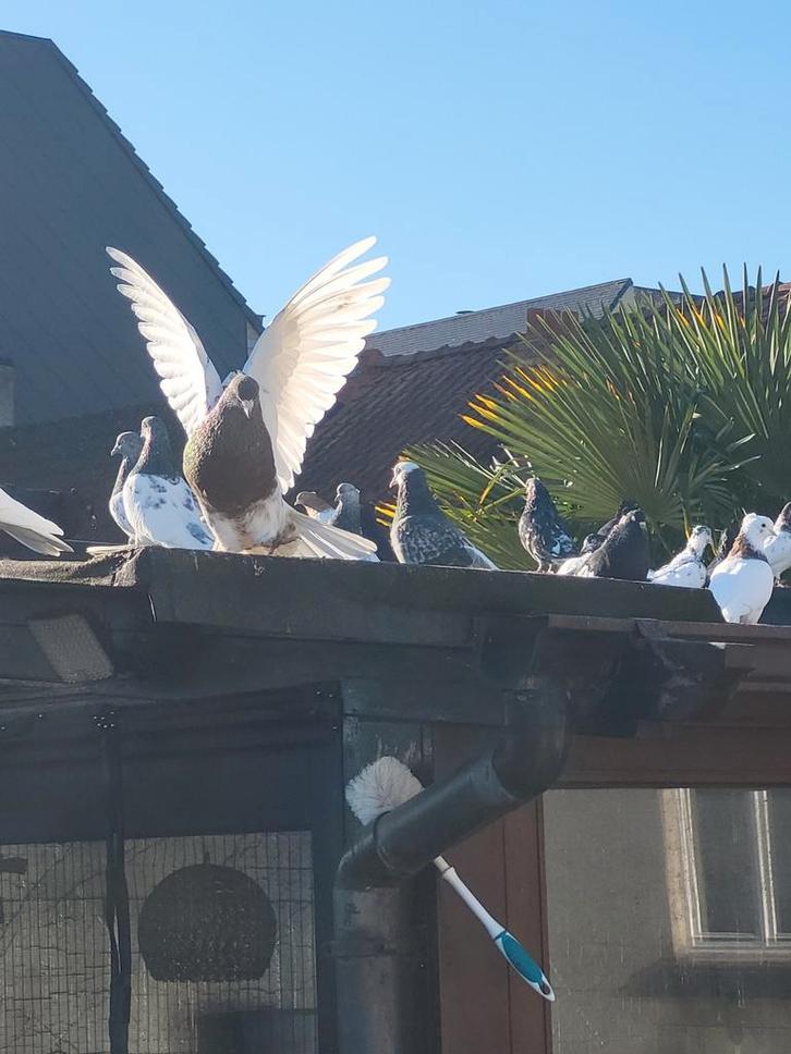 Pigeons iraniens de haut vol, Animaux & Accessoires, Oiseaux | Pigeons