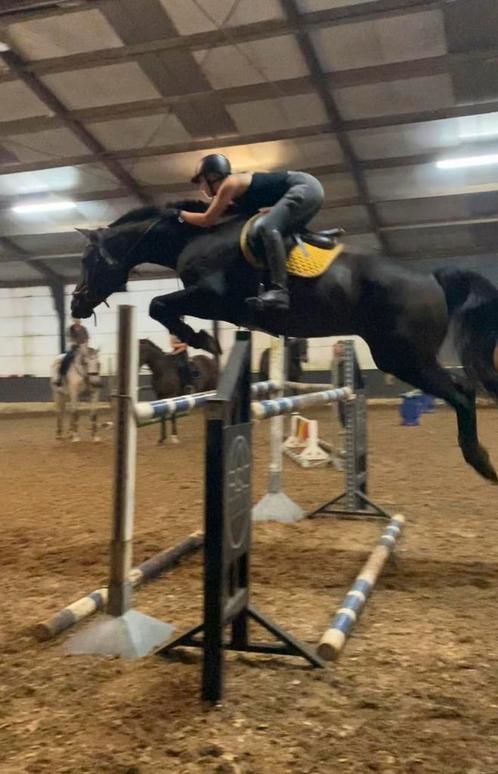Trainen van paarden, Dieren en Toebehoren, Paarden, Zadelmak