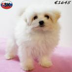 Witte Pomapoo pupjes te koop – pluizige schatten vol liefde, Dieren en Toebehoren, Honden | Chihuahua's en Gezelschapshonden, 15 weken tot 1 jaar