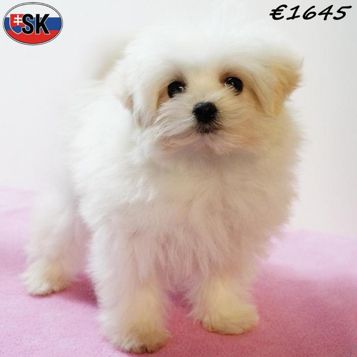 Witte Pomapoo pupjes te koop – pluizige schatten vol liefde, Dieren en Toebehoren, Honden | Chihuahua's en Gezelschapshonden, Meerdere dieren