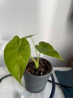 Alocasia gageana aurea variegata, Ophalen of Verzenden