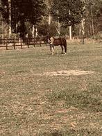 D-pony vriendelijke leermeester, Dieren en Toebehoren, Pony's, Met stamboom, Dressuurpony, M, Hengst