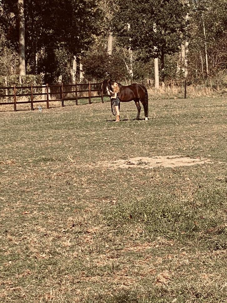 D-pony vriendelijke leermeester, Dieren en Toebehoren, Pony's, Hengst, M, D pony (1.37m tot 1.48m), Dressuurpony, 11 jaar of ouder