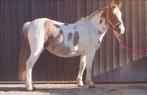 Ponette 10 jaar oud - 1m15, L