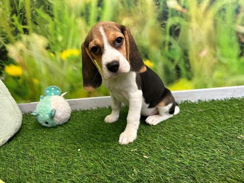 Chiots Beagle, Animaux & Accessoires, Chiens | Beagles, Bassets & Chiens courants, Plusieurs animaux, Beagle, Éleveur | Professionnel