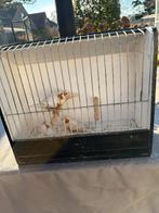 Isabel bruin zebravinken, Geringd