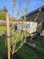 IBC containers, Tuin en Terras, 150 liter of meer, Ophalen, Gebruikt, Kunststof