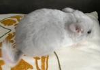 Chèvre chinchilla en ébène blanc-violet (BdD), Animaux & Accessoires, Rongeurs, Mâle, Chinchilla, Domestique