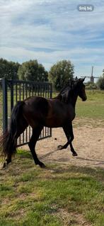 2,5 j ruin - Dourkhan Hero x Last News xx x Cavalier Royale, Dieren en Toebehoren, Paarden, Ruin, Z, Ontwormd