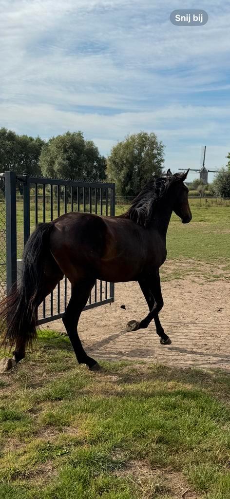 2,5 j ruin - Dourkhan Hero x Last News xx x Cavalier Royale, Dieren en Toebehoren, Paarden, Ruin, Z, Ontwormd