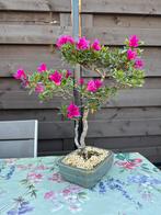 Azalea Hoshi No Kagayaki - Pot met azalea/Tokoname, Tuin en Terras, Planten | Bomen, Halfschaduw, Overige soorten, Lente, Minder dan 100 cm