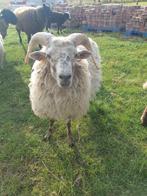 Ram kruising ouessant-texel, Dieren en Toebehoren, Schapen, Geiten en Varkens