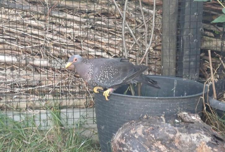 0-1 olijfduif, Dieren en Toebehoren, Vogels | Duiven, Overige soorten, Vrouwelijk