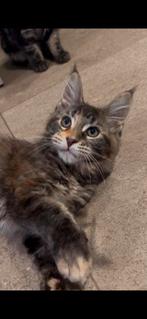 Prachtige Maine coon kittens- 3 maand oud, Dieren en Toebehoren, Katten en Kittens | Raskatten | Langhaar, Poes, Gechipt, 0 tot 2 jaar