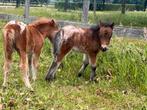 Appaloosa hengstjes te koop d pony en mini’s, Dieren en Toebehoren, Pony's, Dressuurpony, Niet van toepassing, 0 tot 2 jaar, Hengst