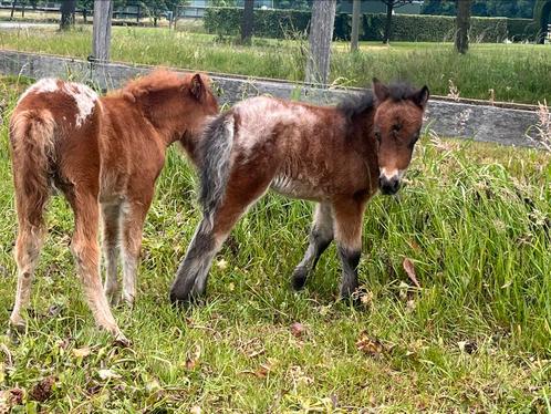 Appaloosa hengstjes te koop d pony en mini’s, Dieren en Toebehoren, Pony's, Hengst, Niet van toepassing, D pony (1.37m tot 1.48m)