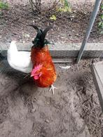 Mooie jonge haantjes in verschillende kleuren, Dieren en Toebehoren, Pluimvee, Mannelijk, Kip