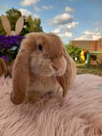 Franse hangoor voedster, Dieren en Toebehoren, Konijnen, Vrouwelijk, Groot, Hangoor, 0 tot 2 jaar